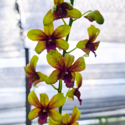 Dendrobium Thongchai Gold Pinwattana – Blooming Size