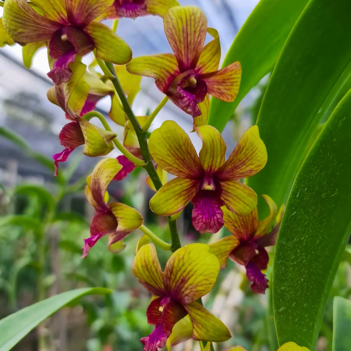 Dendrobium Thongchai Gold Pinwattana – Blooming Size