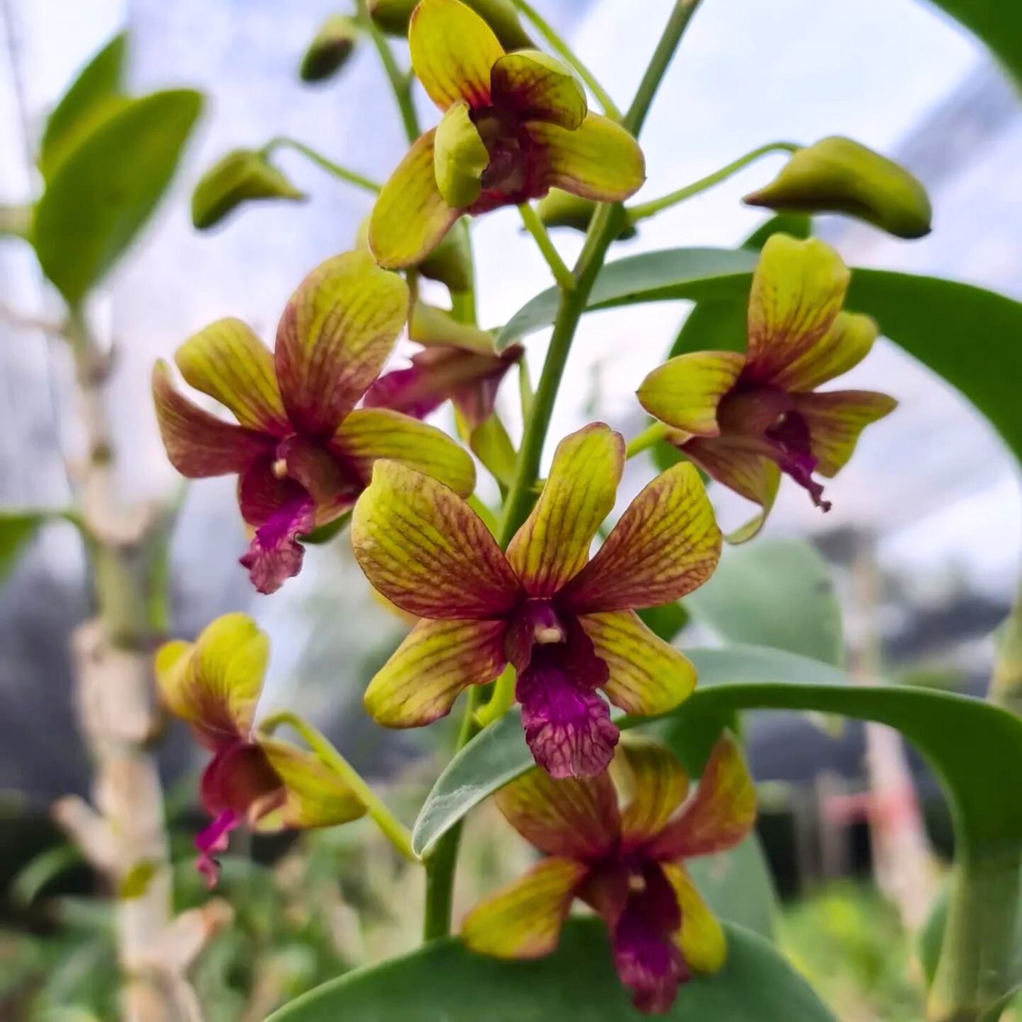 Dendrobium Thongchai Gold Pinwattana – Blooming Size