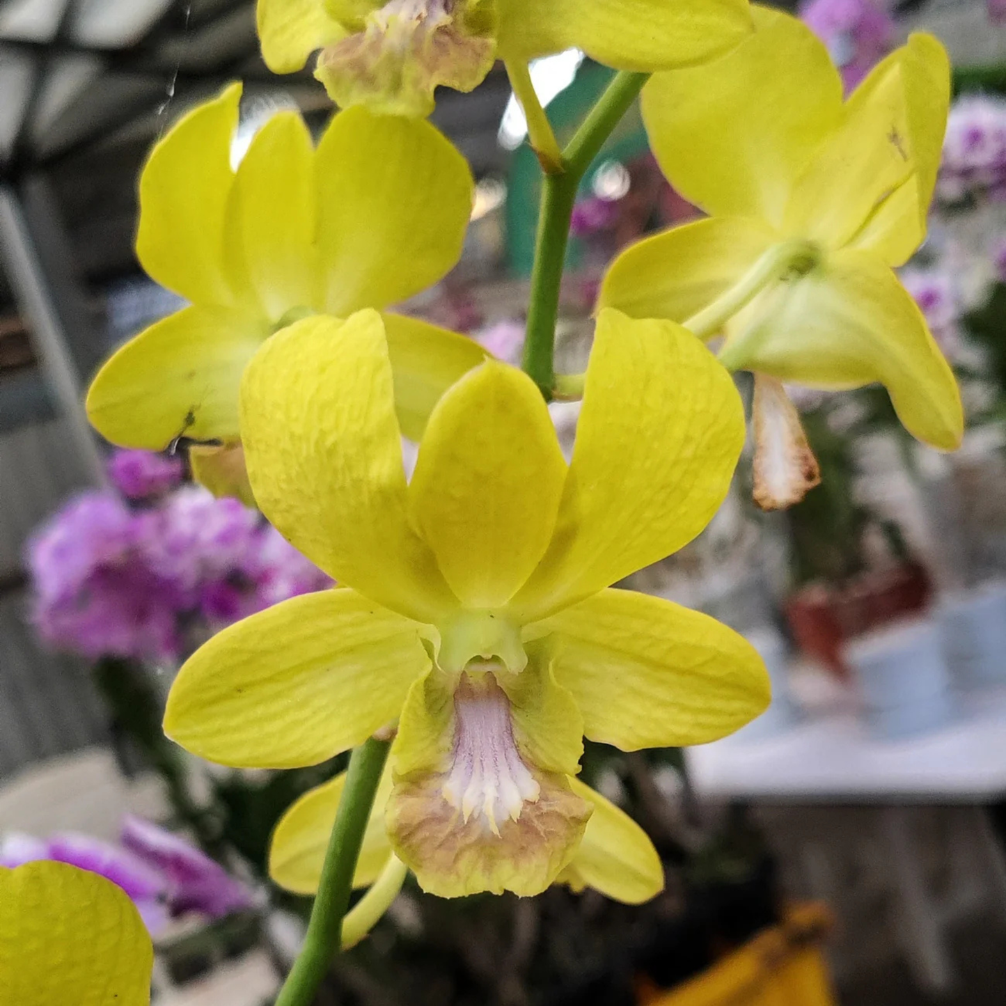 Dendrobium Thongchai Gold x Udom Yellow – Blooming Size