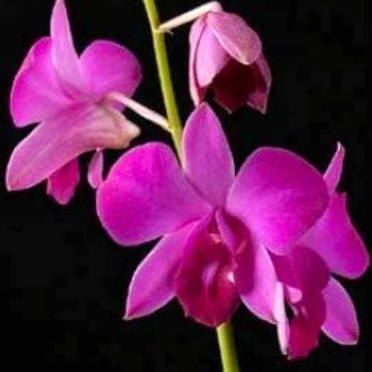 Dendrobium Panjarat Pink x Burana Pink – Blooming Size