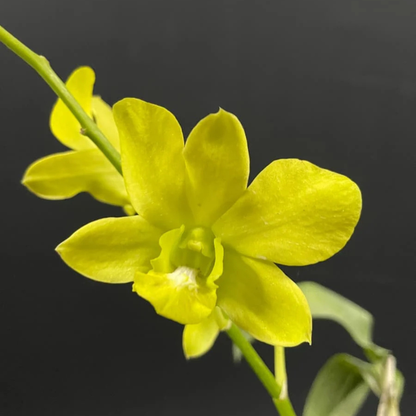 Dendrobium Thongchai Gold x Udom Yellow – Blooming Size