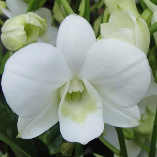 Dendrobium White Dove Orchid – Elegant Live Orchid Plant