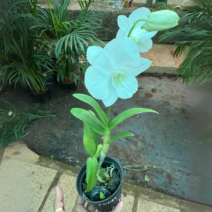 Dendrobium White Dove Orchid – Elegant Live Orchid Plant