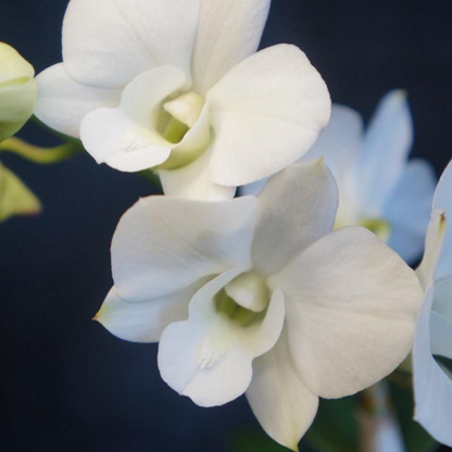 Dendrobium White Dove Orchid – Elegant Live Orchid Plant