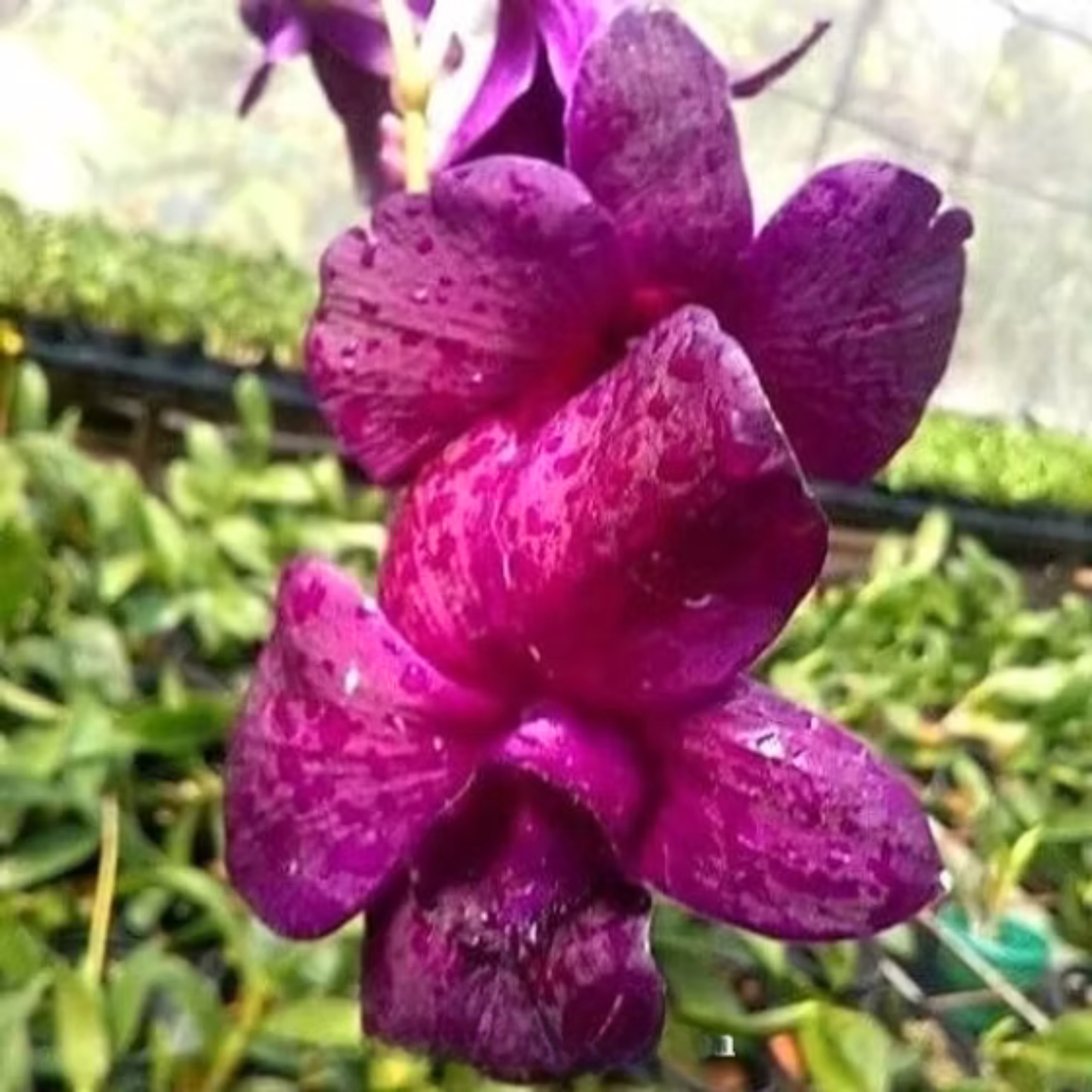 Dendrobium Bermiss Ruby – Blooming Size