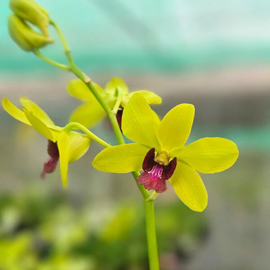 Dendrobium Lueng Udom Sap – Blooming Size