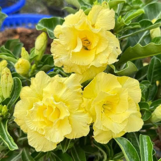 Desert Rose Yellow (Adenium obesum) Flowering Live Plant