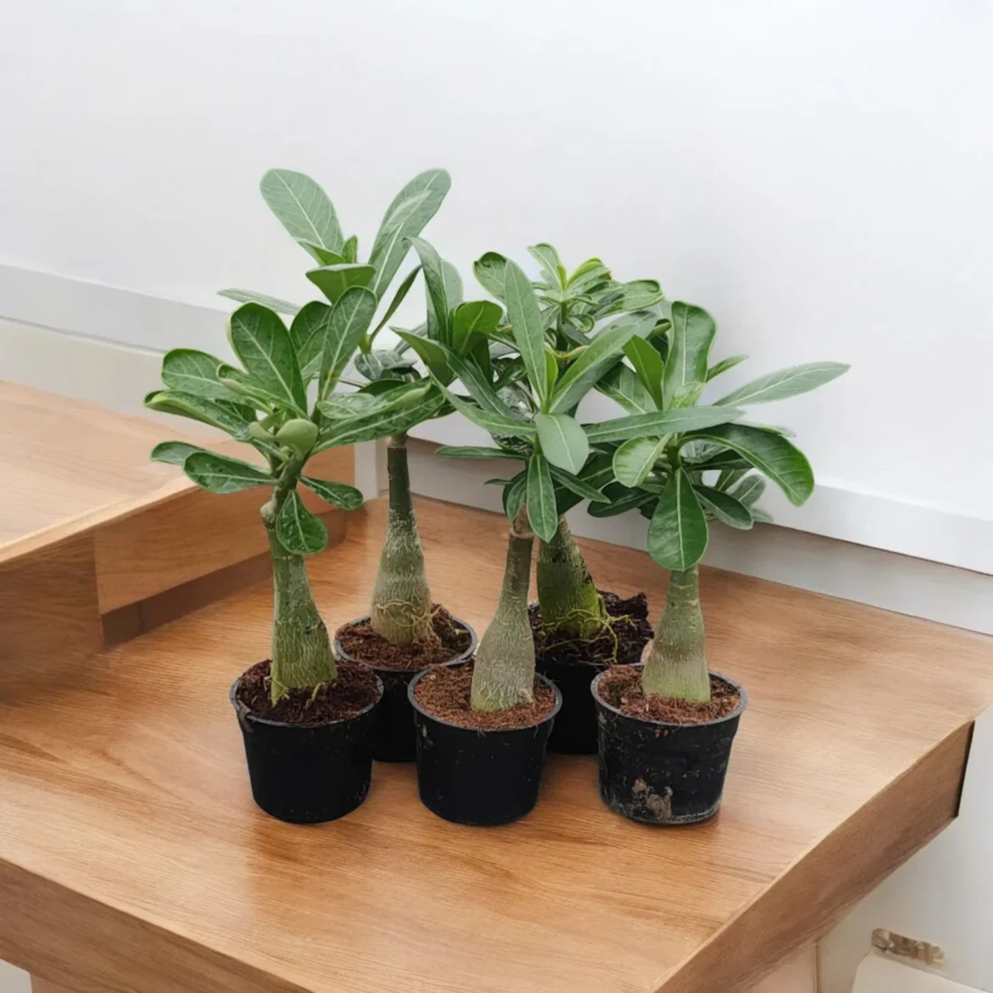 Desert Rose Yellow (Adenium obesum) Flowering Live Plant