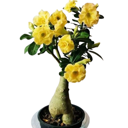 Desert Rose Yellow (Adenium obesum) Flowering Live Plant