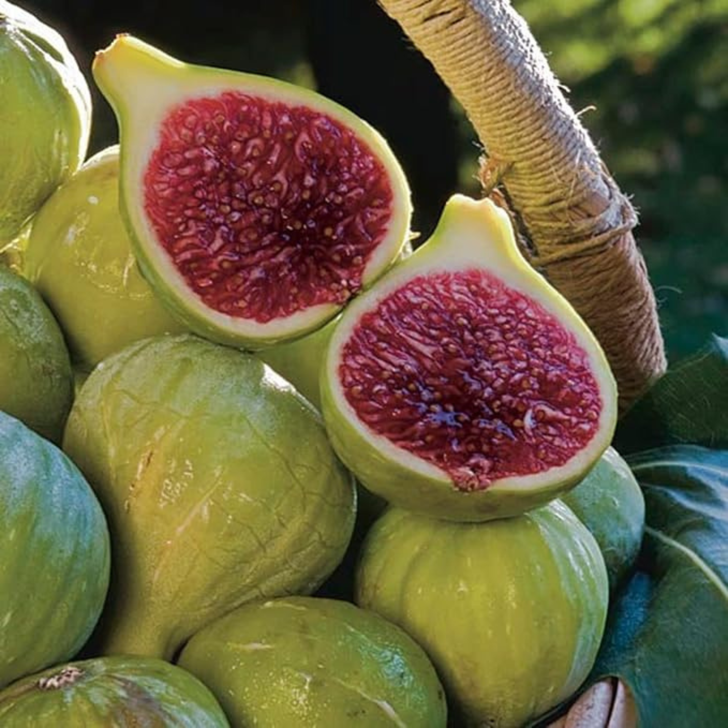Desi Fig (Aththi) Live Fruit Plant