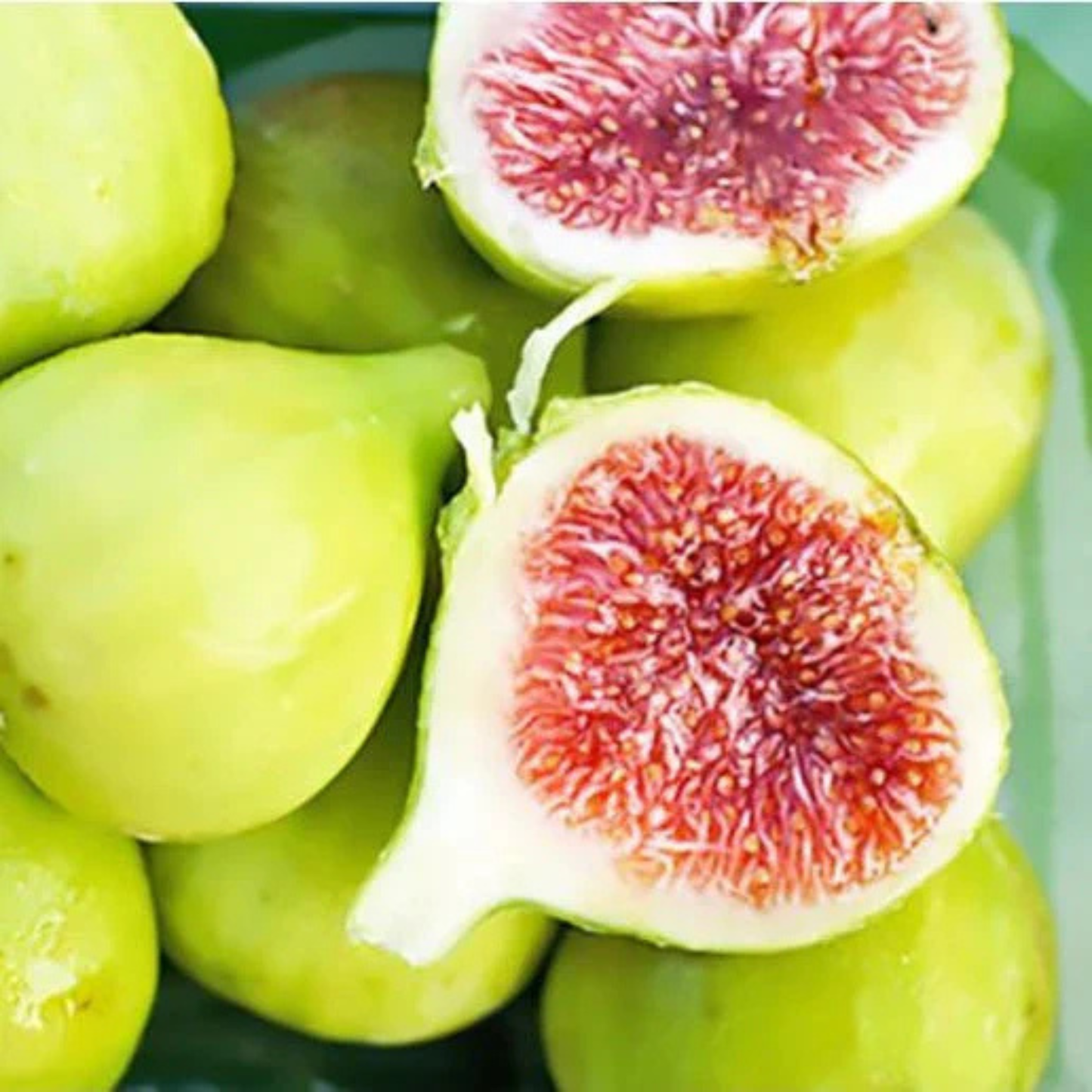 Desi Fig (Aththi) Live Fruit Plant