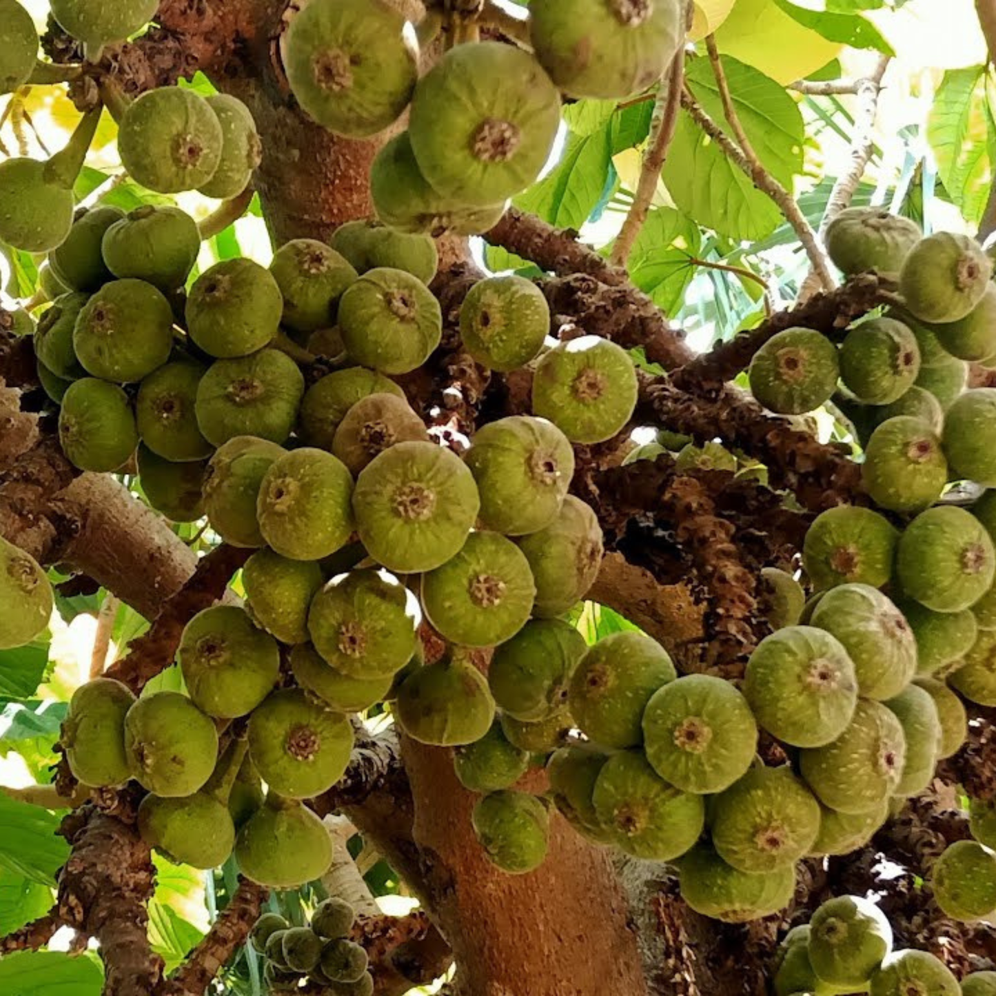 Desi Fig (Aththi) Live Fruit Plant