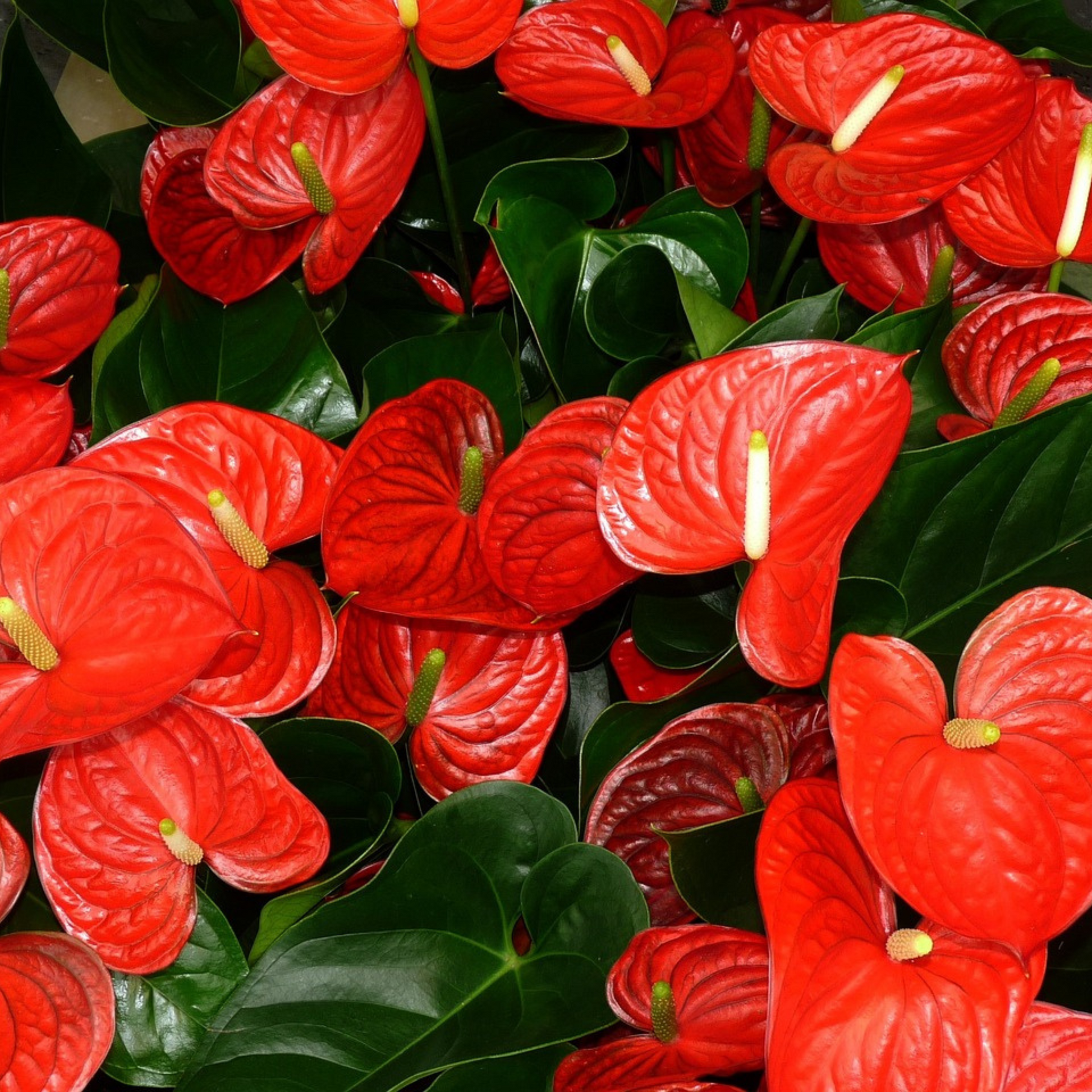 anthurium jambo red Dwarf Anthurium Jumbo Red Indoor/Outdoor Live Plant – Bloomica