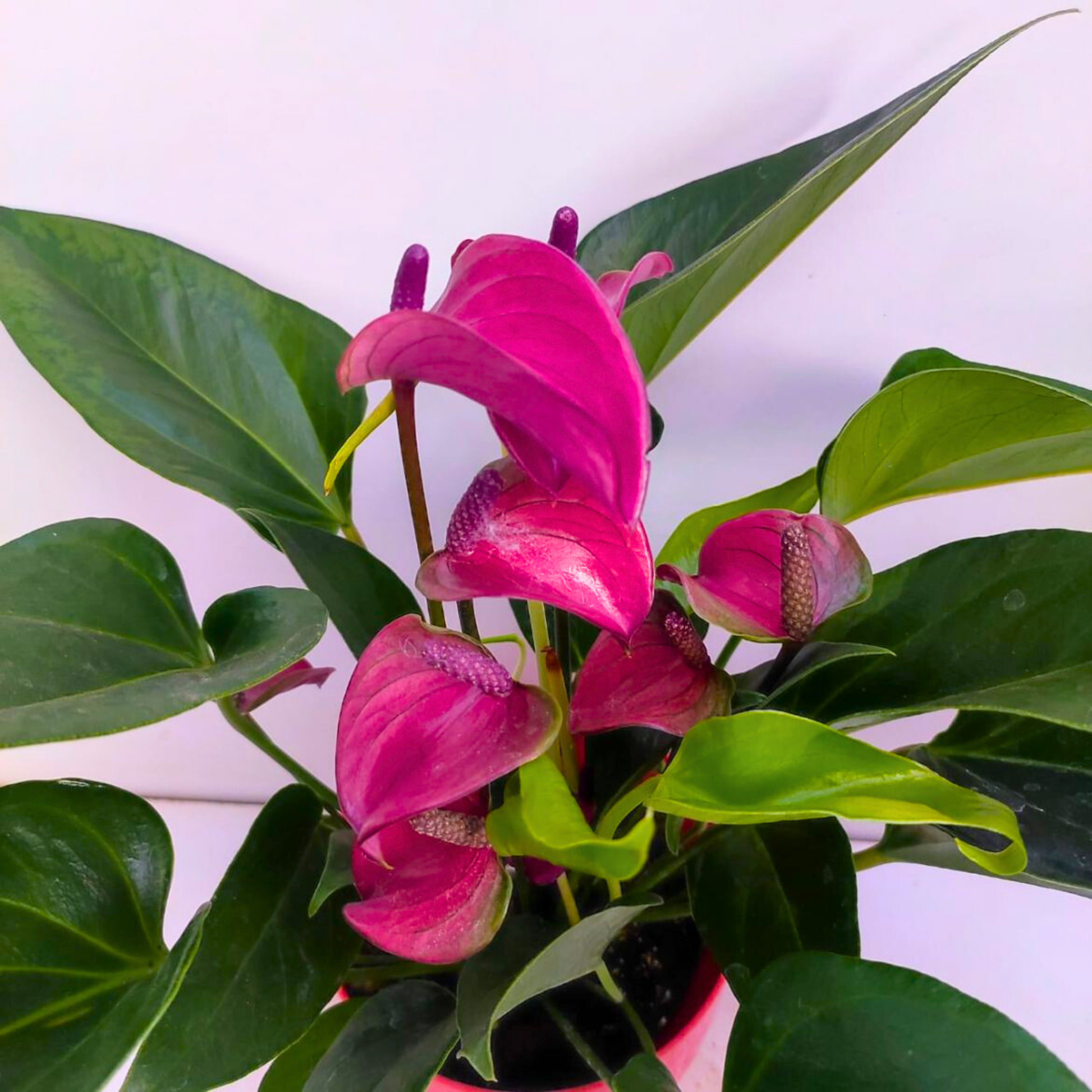 anthurium lilac Dwarf Anthurium Purple Fantasy Indoor/Outdoor Live Plant – Bloomica