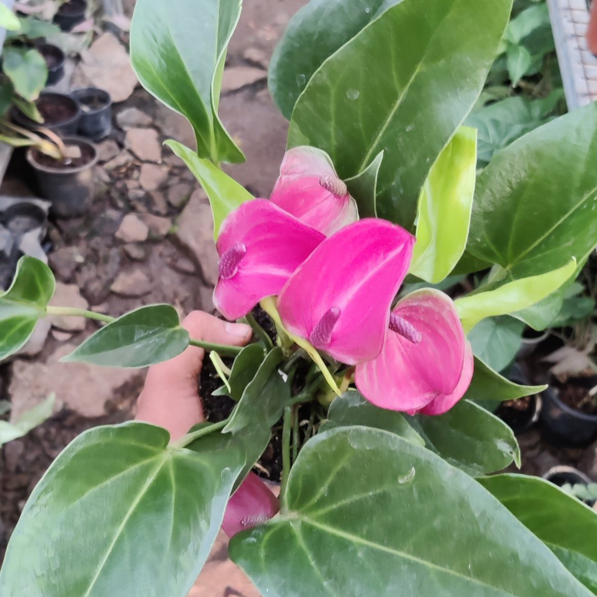 anthurium dwarf pink Dwarf Anthurium Purple Fantasy Indoor/Outdoor Live Plant – Bloomica