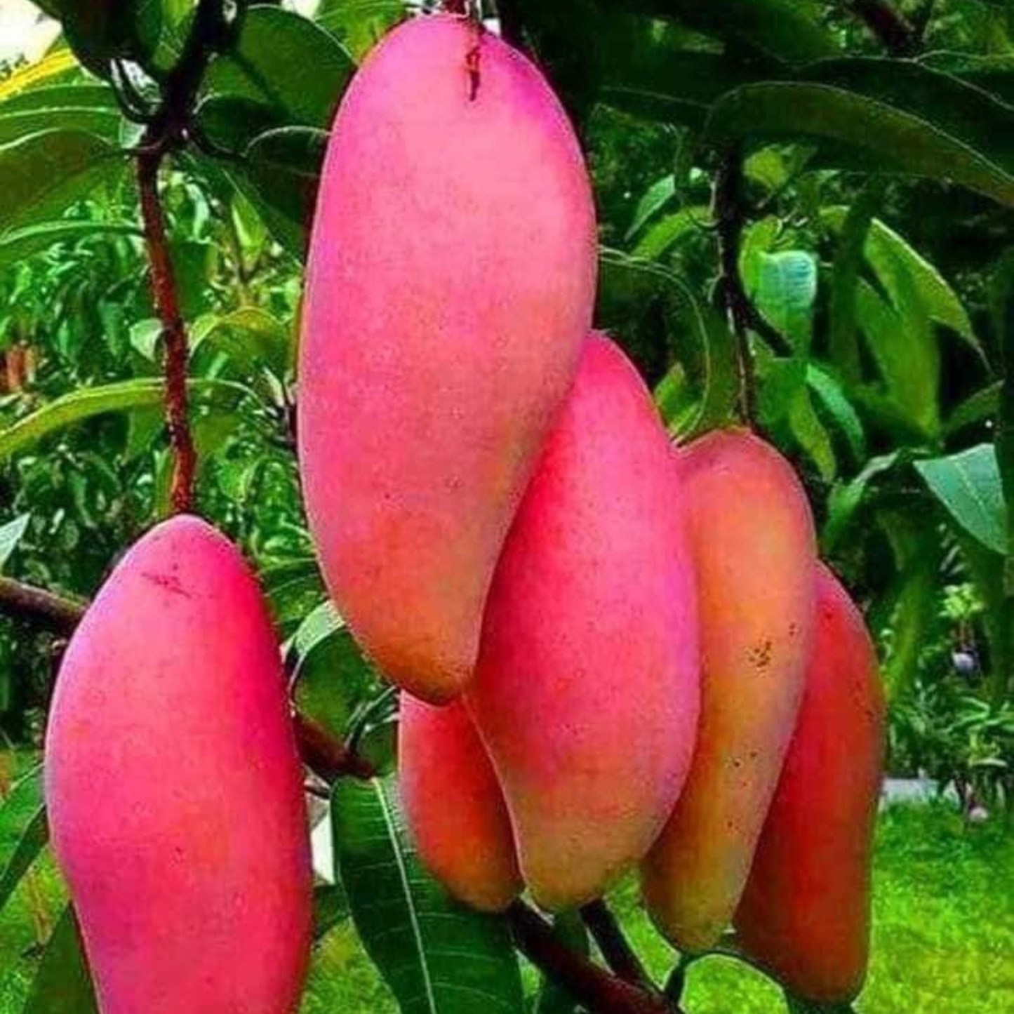 Dwarf Banana Mango Red Grafted Live Plant