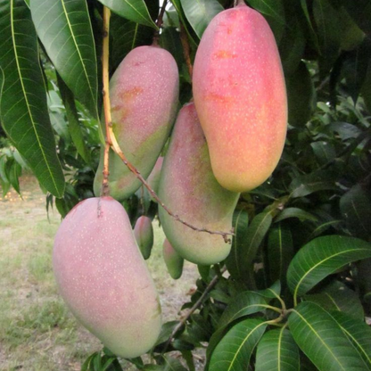 Dwarf Banana Mango Red Grafted Live Plant