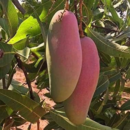 Dwarf Banana Mango Red Grafted Live Plant