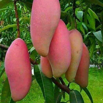 Dwarf Banana Mango Red Grafted Live Plant