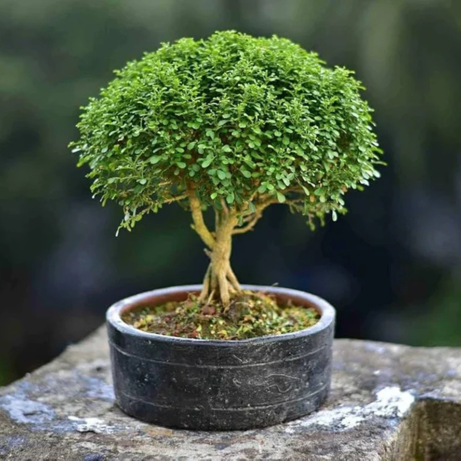 bonsai tree to buy online Dwarf Kamini (Muraya Bonsai Tree) – Live Flowering Bonsai Plant