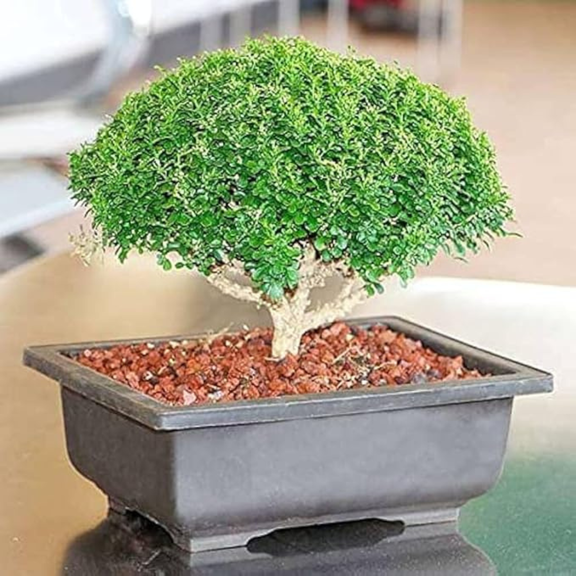 indoor flowering bonsai trees for sale Dwarf Kamini (Muraya Bonsai Tree) – Live Flowering Bonsai Plant