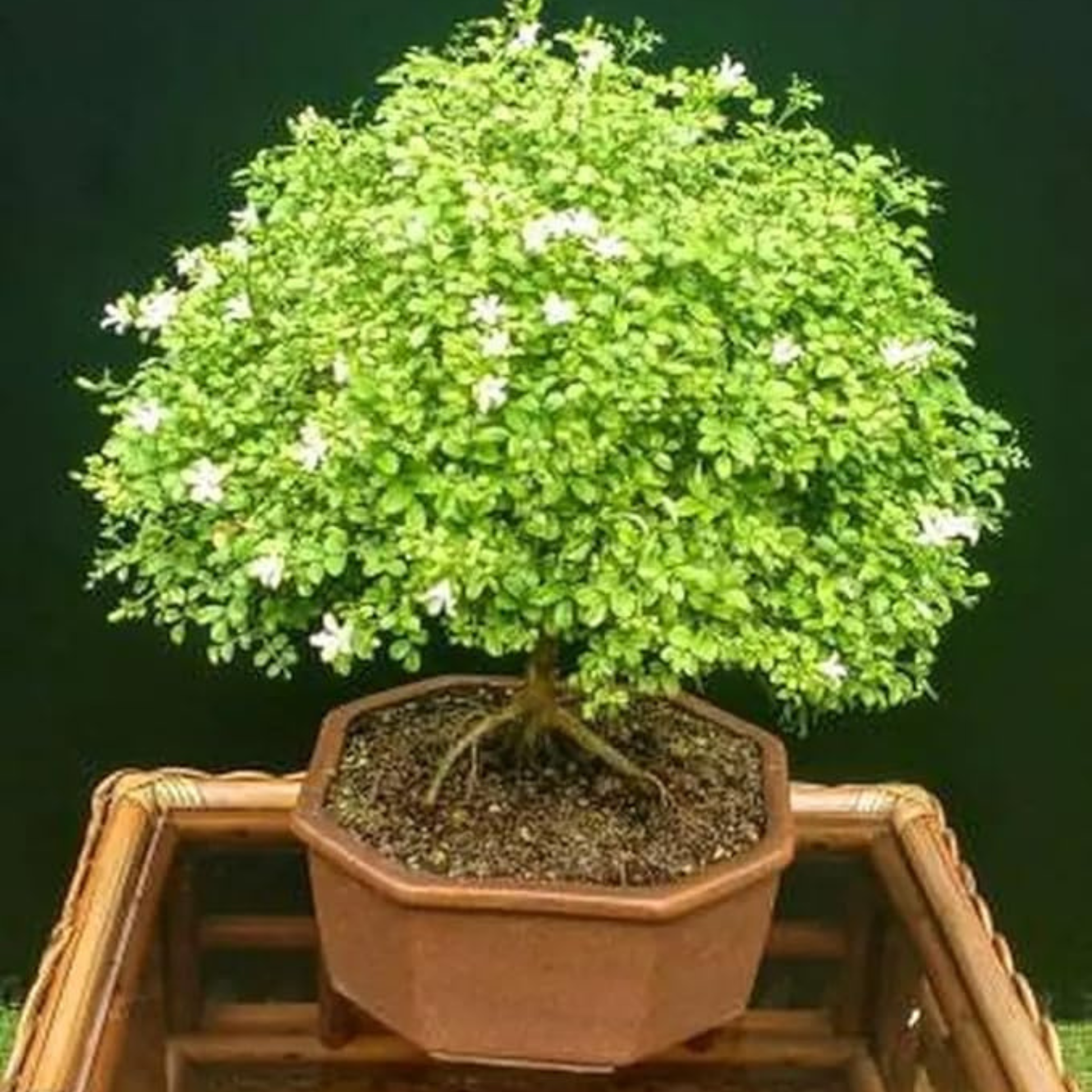 kamini tree bonsai Dwarf Kamini (Muraya Bonsai Tree) – Live Flowering Bonsai Plant