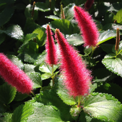 Dwarf Monkey Tail (Acalypha pendula) All Time Flowering Live Plant