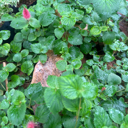 Dwarf Monkey Tail (Acalypha pendula) All Time Flowering Live Plant