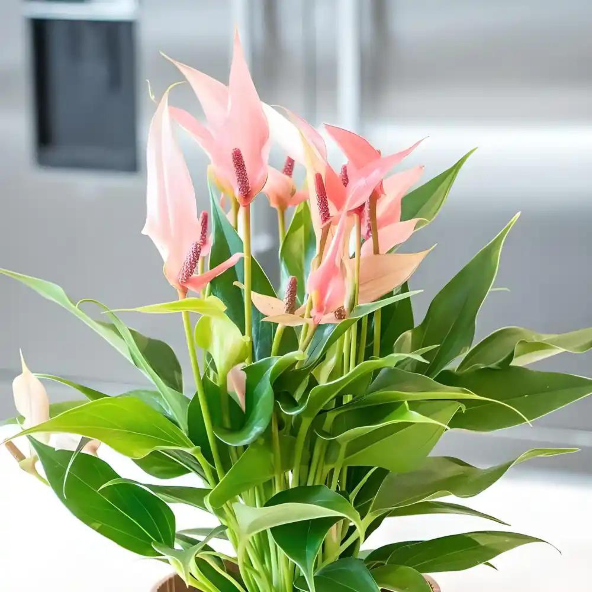 anthurium lili Dwarf Anthurium Champion Lilli Indoor/Outdoor Live Plant – Bloomica