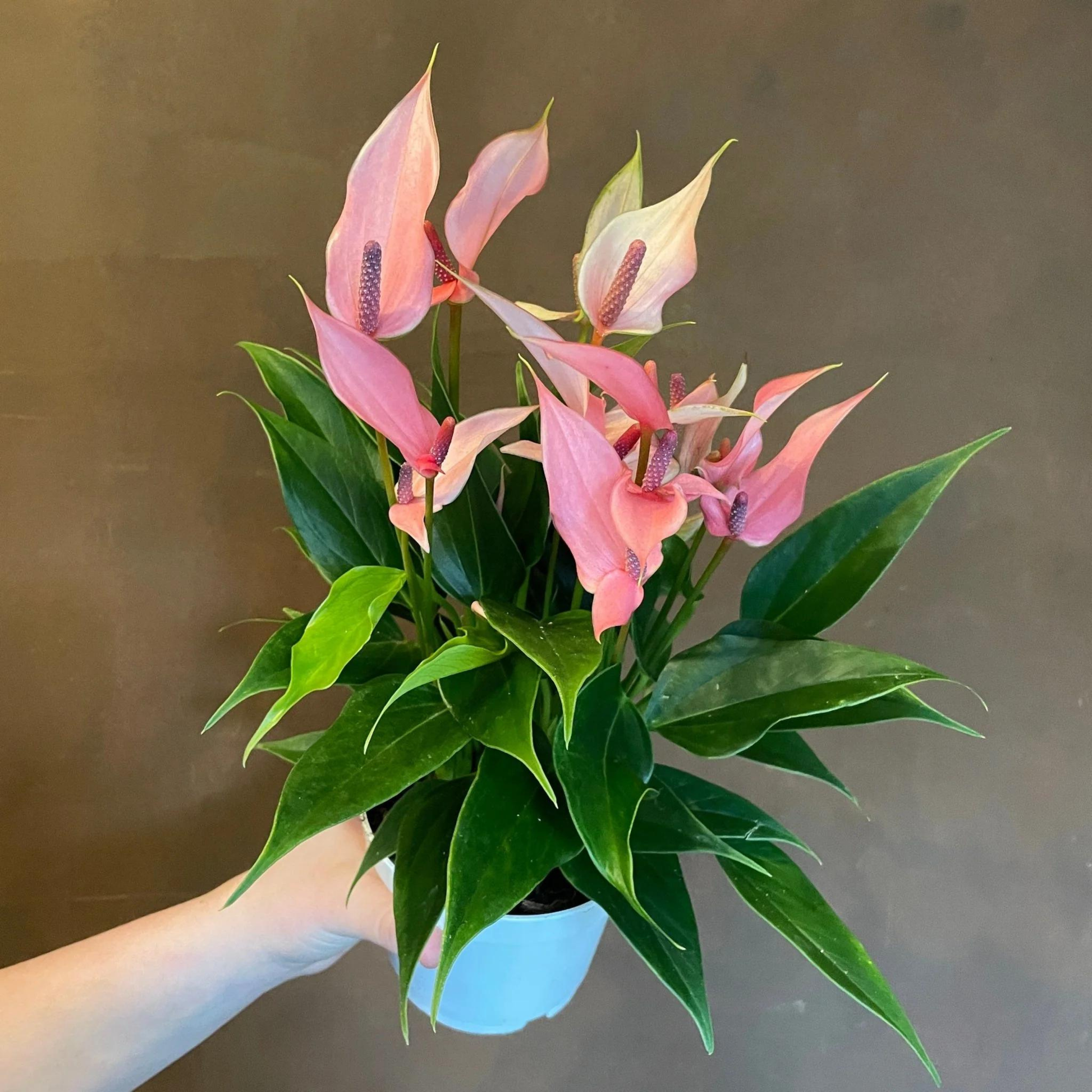 anthurium dwarf pink Dwarf Anthurium Champion Lilli Indoor/Outdoor Live Plant – Bloomica