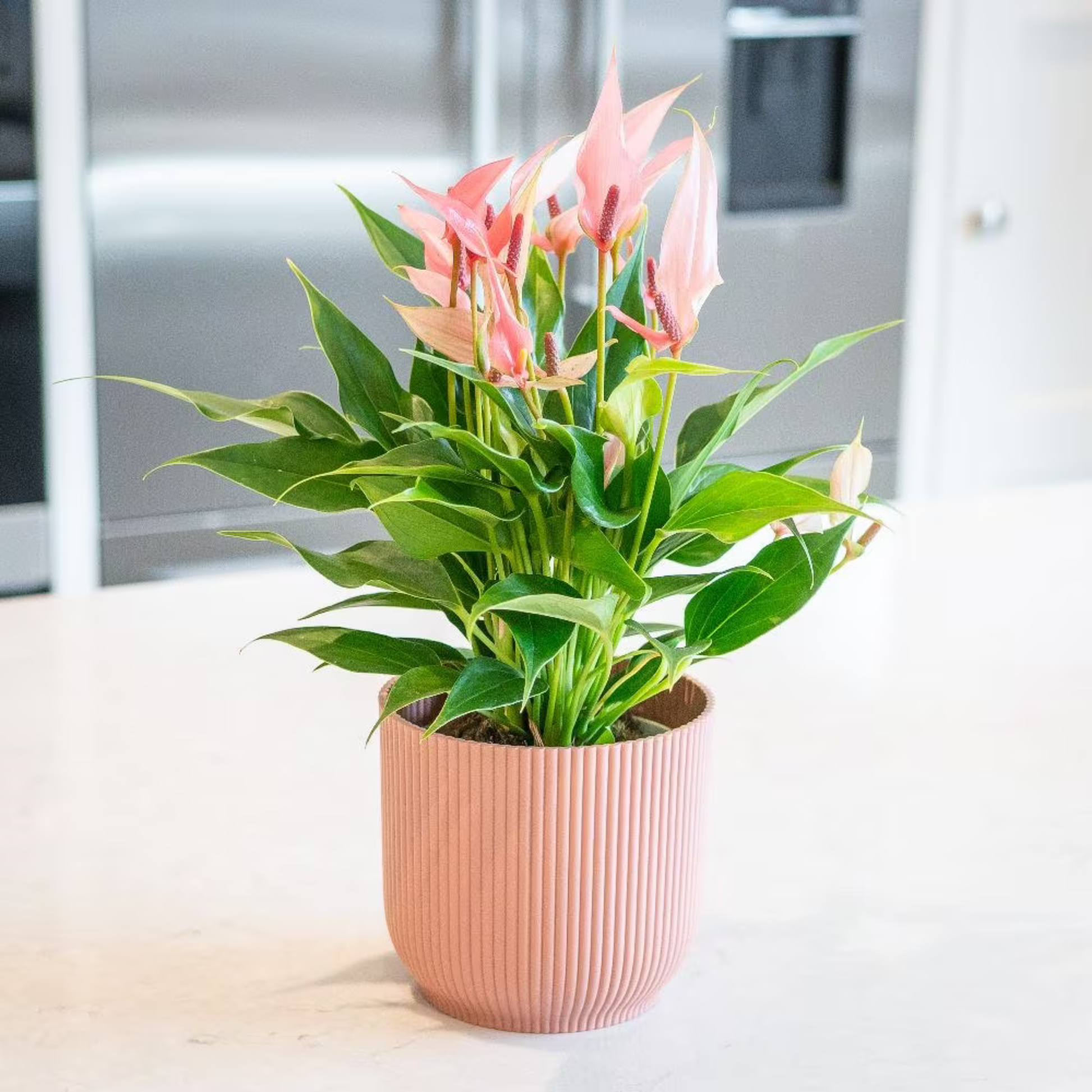 anthurium lilli Dwarf Anthurium Champion Lilli Indoor/Outdoor Live Plant – Bloomica