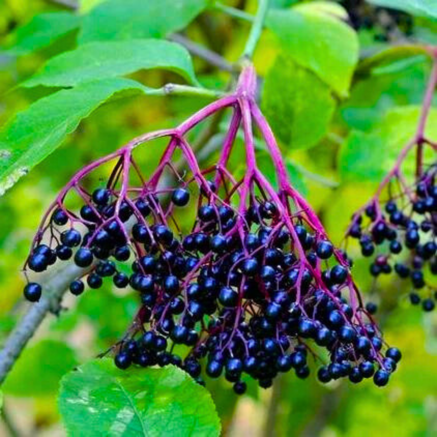 Elderberry (Sambucus nigra) Rare Fruit/Flowering Live Plant