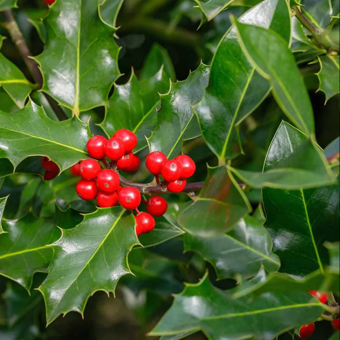 English Holly (Ilex aquifolium) Live Plant