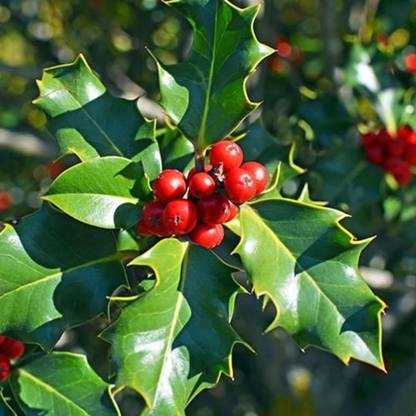 English Holly (Ilex aquifolium) Live Plant