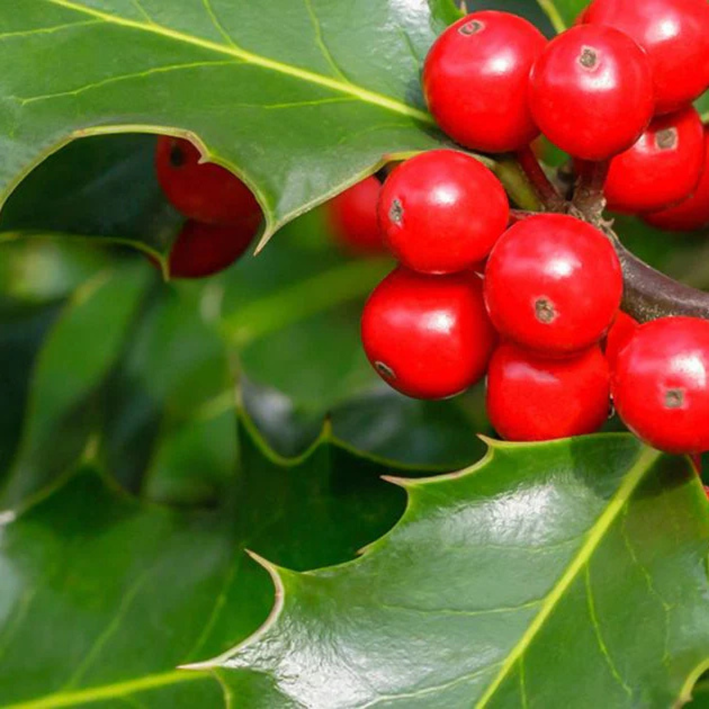 English Holly (Ilex aquifolium) Live Plant