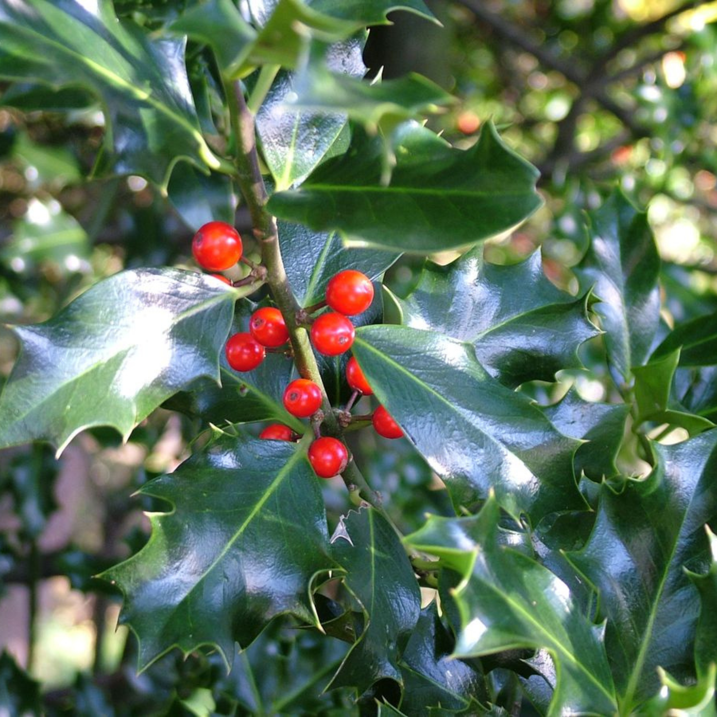 English Holly (Ilex aquifolium) Live Plant