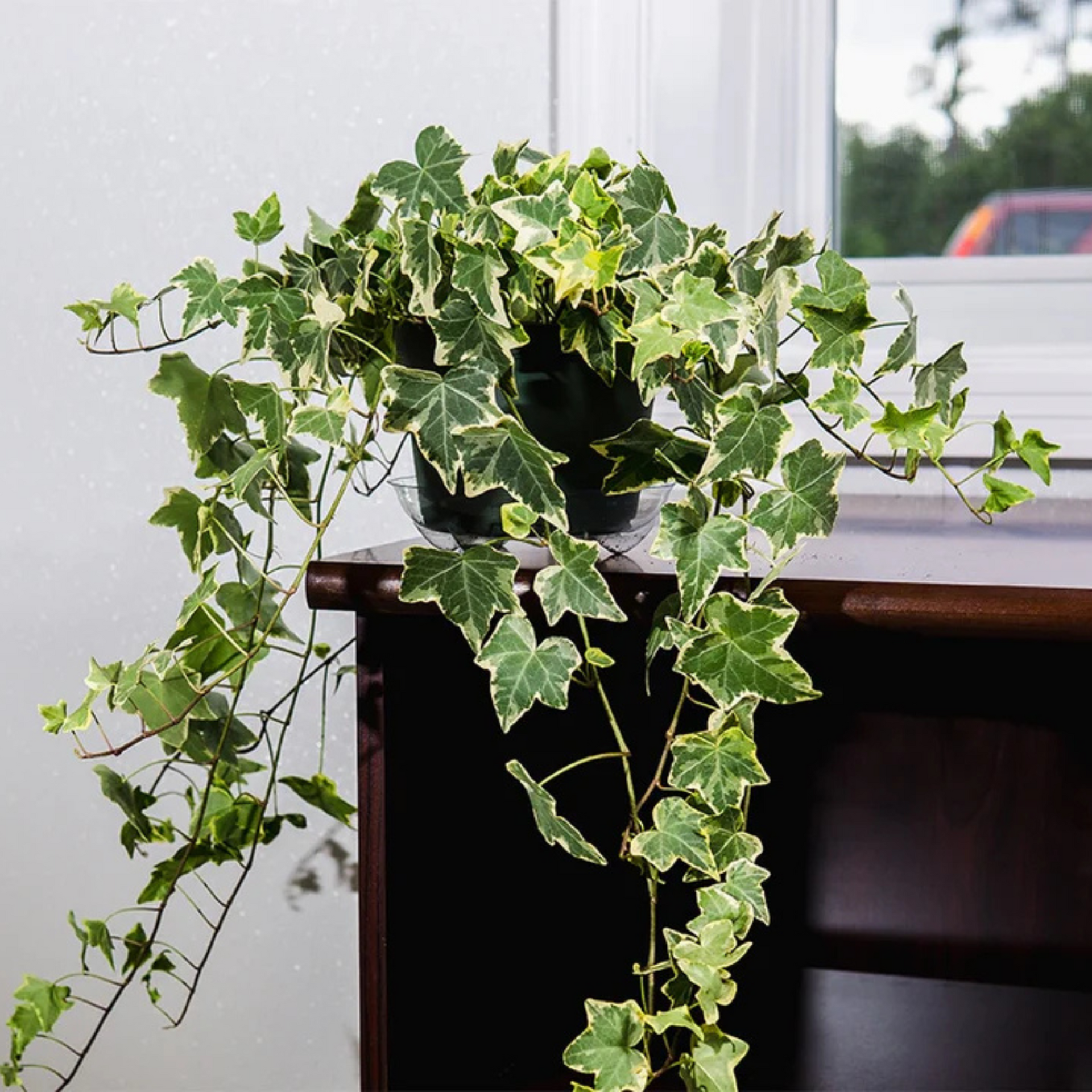 hedera variegata English Ivy Variegated (Hedera helix Variegata) Indoor Live Plant – Bloomica