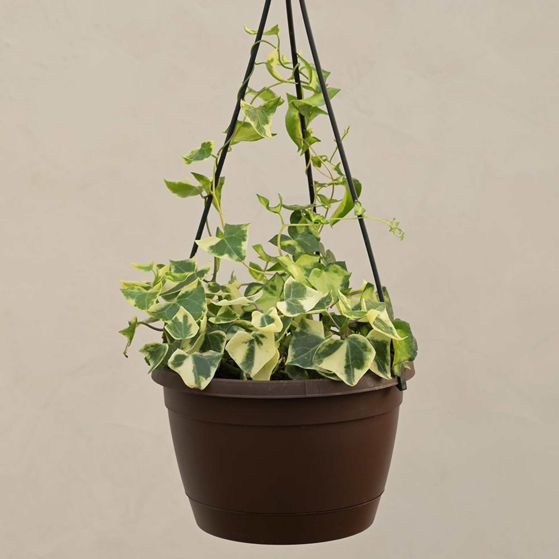 live ivy plants indoor English Ivy Variegated (Hedera helix Variegata) Indoor Live Plant – Bloomica