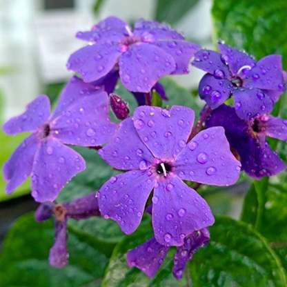 Eranthemum wattii Rare Exotic Live Plant