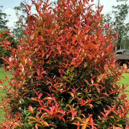 Eugenia Ornamental Live Plant