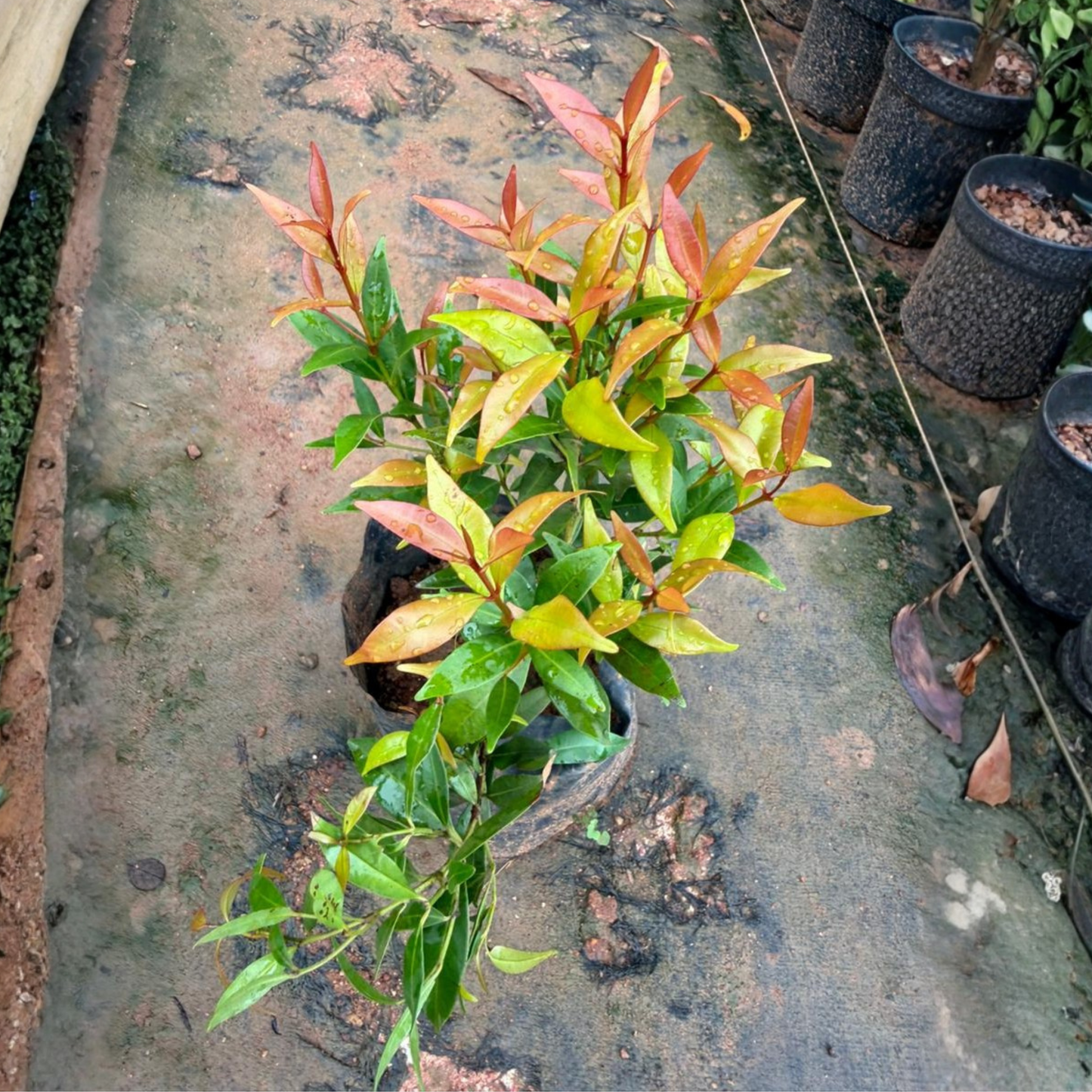 Eugenia Ornamental Live Plant