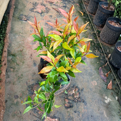 Eugenia Ornamental Live Plant