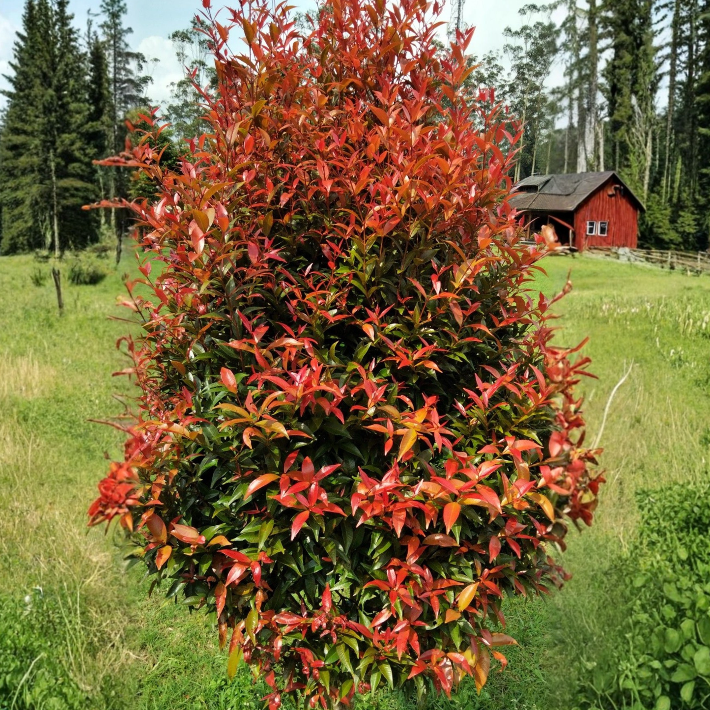 Eugenia Ornamental Live Plant