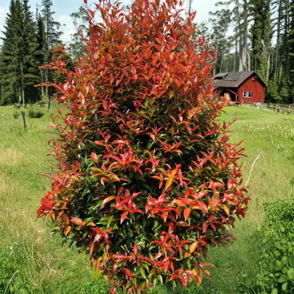 Eugenia Ornamental Live Plant