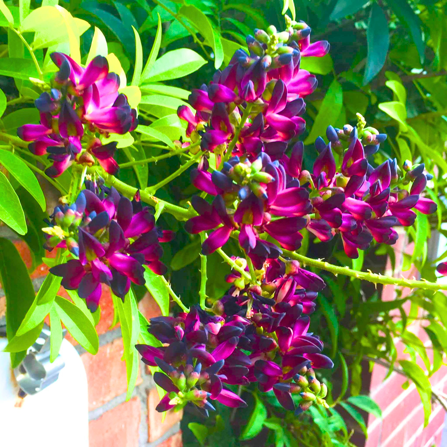 Evergreen Wisteria (Callerya reticulata) Flowering Rare Live Plant – Magenta Purple Climber