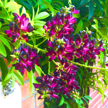 Evergreen Wisteria (Callerya reticulata) Flowering Rare Live Plant – Magenta Purple Climber