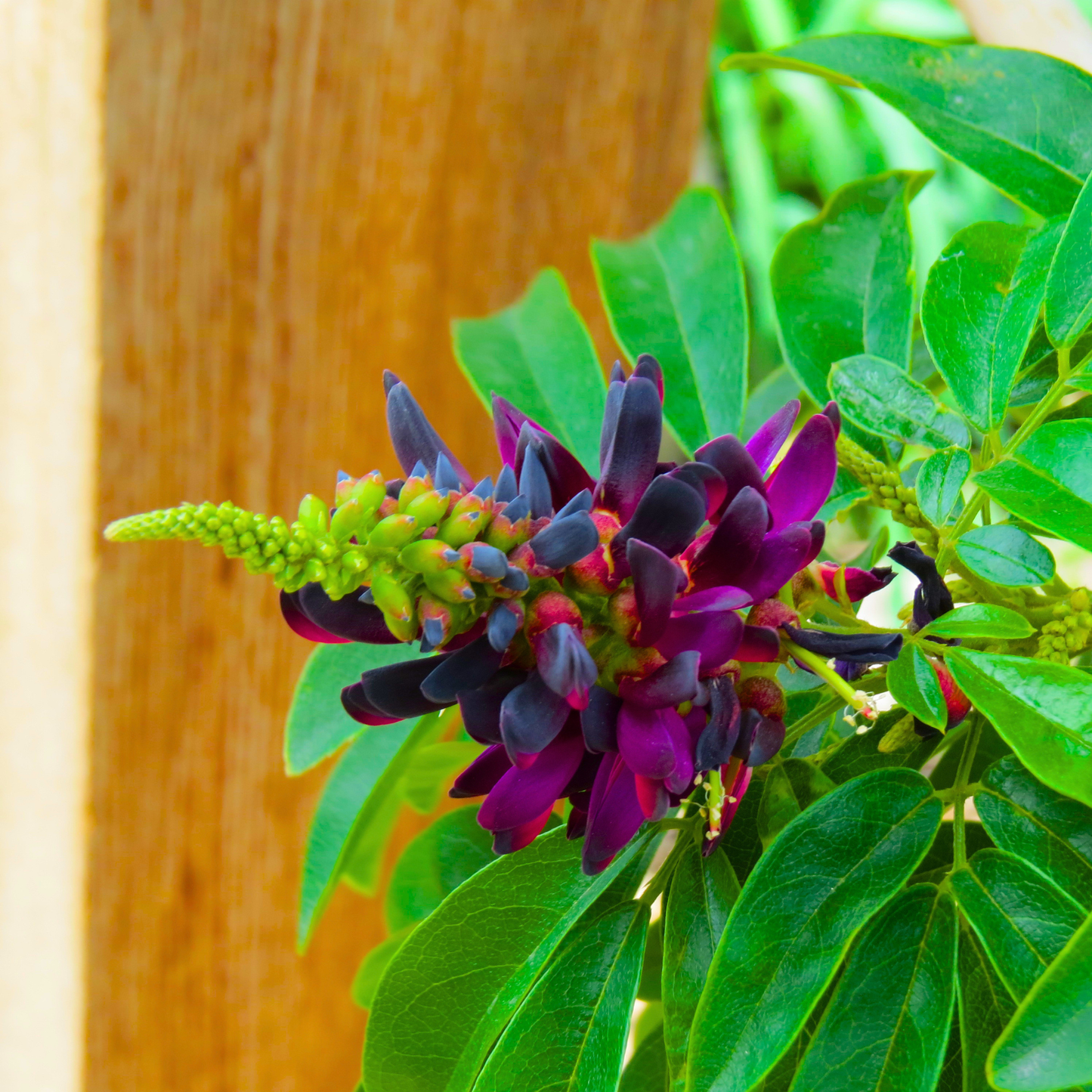 Evergreen Wisteria (Callerya reticulata) Flowering Rare Live Plant – Magenta Purple Climber