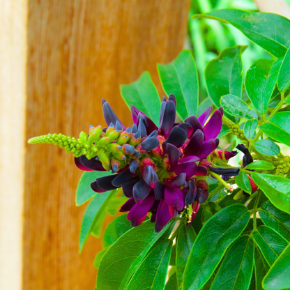 Evergreen Wisteria (Callerya reticulata) Flowering Rare Live Plant – Magenta Purple Climber