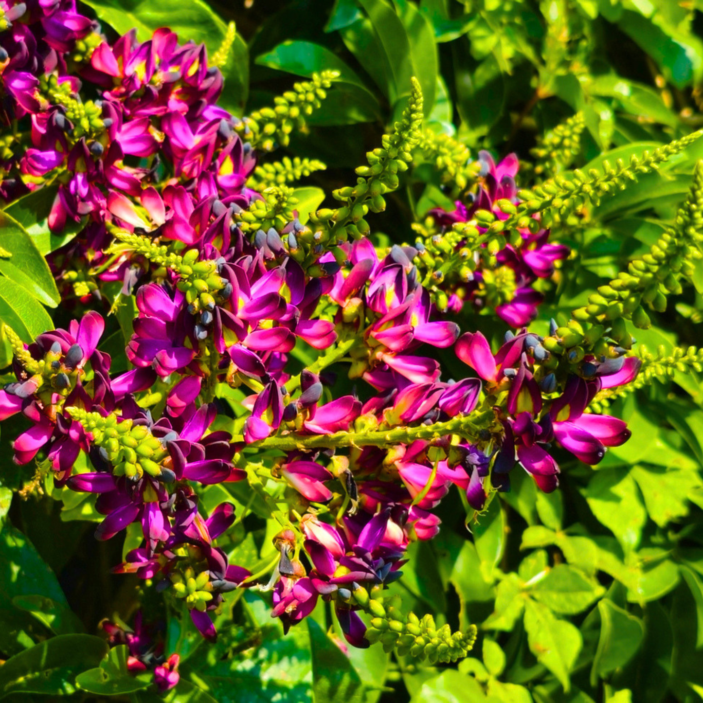 Evergreen Wisteria (Callerya reticulata) Flowering Rare Live Plant – Magenta Purple Climber